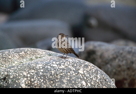 Rock Pieper Anthus Petrosus Jura Schottland auf felsigen Küste gefunden Stockfoto