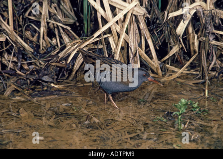 Wasser-Schiene Rallus Aquaticus am Boden neben Toten Schilf Stockfoto