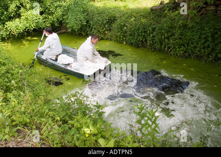 Verbreitung von ultra fein granulierte Kreide beginnt der Prozess der Neutralisierung und Belüftung des Teichs das Unkrautwachstum Ente stoppt Stockfoto