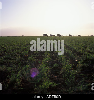 Rinderfütterung auf Rasen in einem Feld auf die Cadillac Ranch in der Nähe von Amarillo, Texas Stockfoto