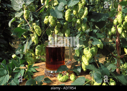 Lokales Bier mit Hopfen in den Hopfengarten von seiner Quelle Kent UK erntereif Stockfoto