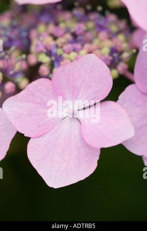 Hortensienblüten Stockfoto