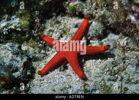 roter Seestern Stockfoto