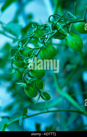 Ein Abend-Schuss von grünen Trauben Urtomaten. Stockfoto