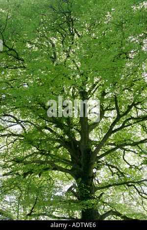 Fagus Sylvatica Reife Buche im Frühsommer Stockfoto
