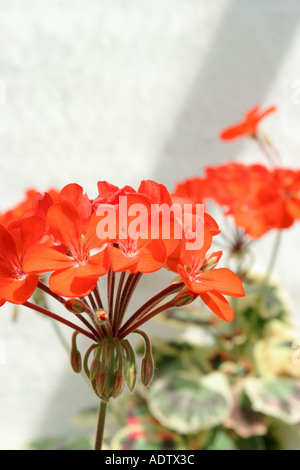 Orange Blumen und bunten Blätter von Pelargonium Pflanze vor hellem Hintergrund Stockfoto