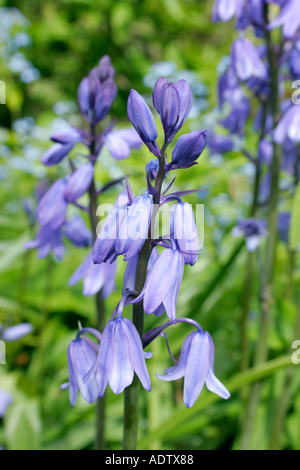 Bluebell oder Wild Hyazinthe botanischen Namen Endymion non scriptus Stockfoto