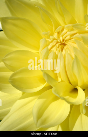 Blasse gelbe Dahlie Blume closeup Stockfoto