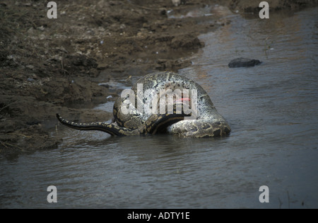 African Rock Python Python Sabae schlucken einen weißen Pelikan Kenia Stockfoto