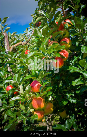 Rot Mostäpfel im Obstgarten auf Niederlassungen Niederlande Stockfoto