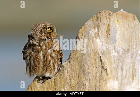 Steinkauz Athene Noctua Erwachsene auf Felsen griechischen Insel Samos Griechenland Mai 2000 Stockfoto