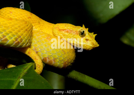 Gelbe Morph von einer Wimper Grubenotter (Bothriechis Schlegelii) in der Nacht in einem tropischen Tiefland-Regenwald von Costa Rica. Stockfoto