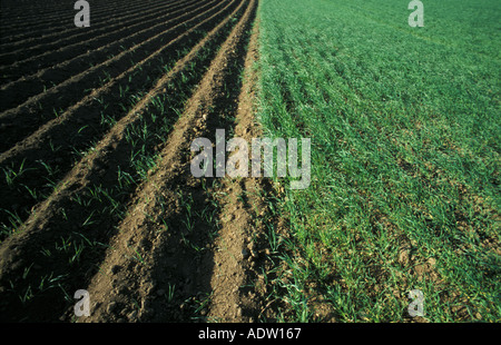 Furries im Feld Stockfoto