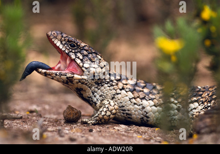Shingleback oder ^ Stumpy angebundene Eidechse Australien Stockfoto