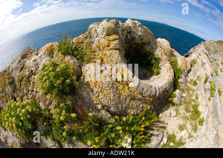 Versteinerte versteinerten Fossilien Wald in der Nähe von Lulworth Cove Jurassic Coast World Heritage Site an sonnigen Sommertag Dorset England UK Stockfoto