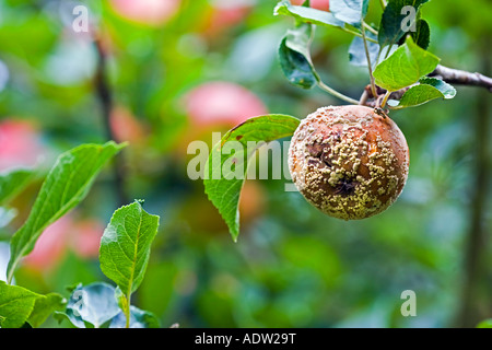 Ein fauler Apfel Stockfoto