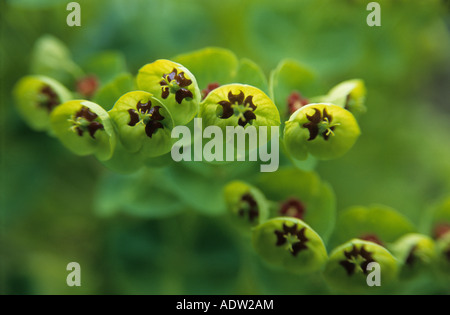 Sonne Wolfsmilch Euphorbia Closeup soft-Fokus von grünen Blütenblättern Stockfoto