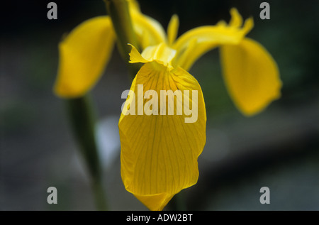 Gelbe Iris Iris Pseudacorus Nahaufnahme von gelben Blütenblättern Stockfoto