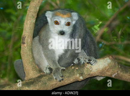 Weibliche gekrönte Lemur (Eulemur Coronatus) WILD, Ankarana Nationalpark, Norden von Madagaskar Stockfoto