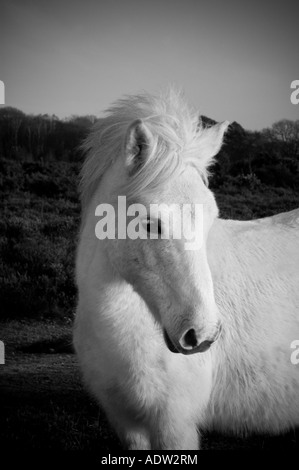 Weiß New Forest pony Stockfoto