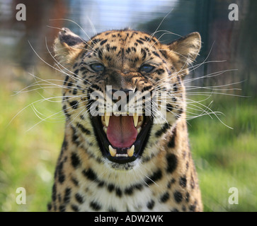 Amur-Leopard brüllender volles Gesicht Stockfoto