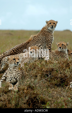 Erwachsene weibliche Gepardin mit fünf fast ausgewachsenen Jungen auf eine Termite-Hügel in der Masai Mara National Reserve Kenya Stockfoto