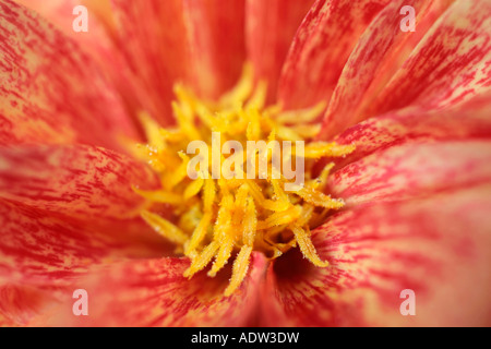 Makroschuss aus orangefarbenem und cremefarbenem Dahlia Blumenkopf Stockfoto