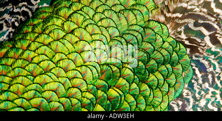 Panorama-Format Ansicht des Halses zu abstrahieren und zurück Gefieder ein männlicher Pfau Pavo cristatus Stockfoto