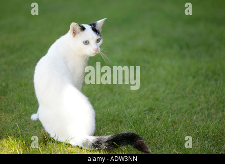 Junge, ungeräugige, schwarz-weiße Katze (Felis Catus), die auf Gras aufsteht Stockfoto