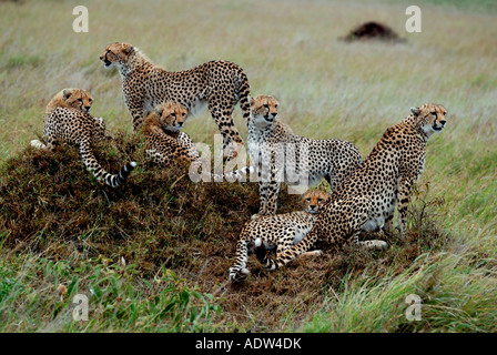 Erwachsene weibliche Gepardin mit fünf fast ausgewachsenen Jungen auf eine Termite-Hügel in der Masai Mara National Reserve Kenya Stockfoto