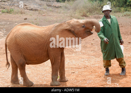 Ein junger Elefant Kalb als Flasche mit Milch gefüttert werden, durch ein echtes Juwel im David Sheldrick Orphanage in der Nähe von Nairobi-Nationalpark Kenia Stockfoto