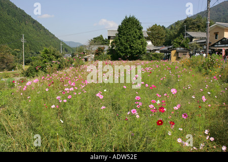 Ein Feld von rosa und weißen Kosmos Blumen in Ohara Dorf in der Nähe von Kyoto Japan Asien Stockfoto