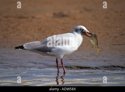 Graue Spitze Möve Larus Cirrocephalus, die Durban Südafrika die Möwe nur ein flacher Fisch gefangen hat, die er in seinem Schnabel hält Stockfoto