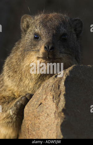 Rock Hyrax (Procavia Johnstoni) ruht auf einem Felsen und peering in Richtung der Fotograf Stockfoto