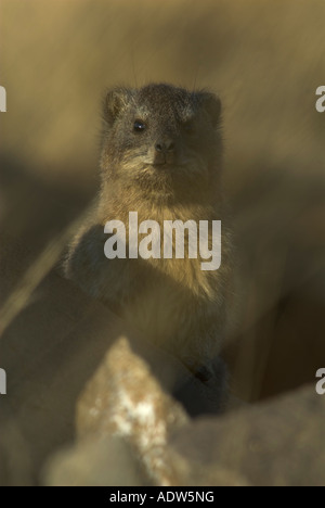 Rock Hyrax (Procavia Johnstoni) spähte durch lange Grashalme in Richtung der Fotograf Stockfoto