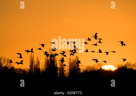Kanada Gänse Herde bei Sonnenuntergang Tring, Herts UK Stockfoto