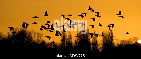 Kanada Gänse Herde bei Sonnenuntergang Tring, Herts UK Stockfoto