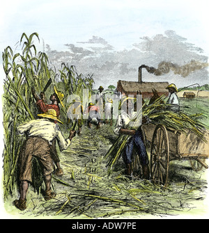 Schwarze Sklaven Zuckerrohr Ernte auf einer Plantage im Süden der USA 1800. Hand - farbige Holzschnitt Stockfoto