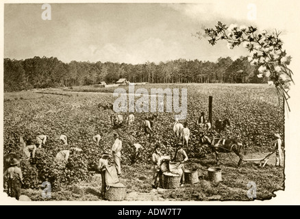 African American Field Hände pflücken Baumwolle im tiefen Süden 1890. Albertype Wiedergabe einer Fotografie Stockfoto