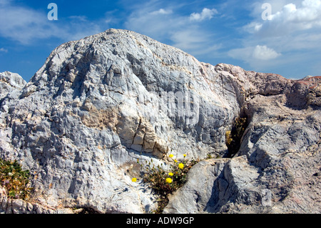 Kleine gelbe Wildblumen blühen an den Felshängen auf Mars Hill oder der Areopag in der Nähe der Akropolis in Athen Griechenland Stockfoto