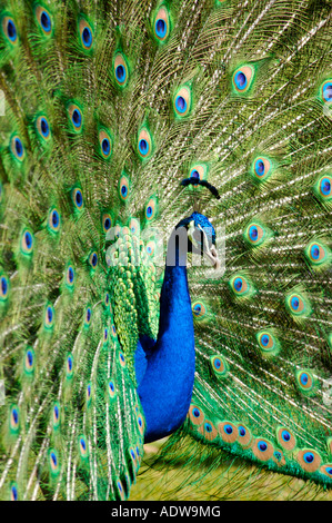 Männlicher Pfau Pavo Cristatus anzeigen Schwanzfedern um einen Partner zu gewinnen Stockfoto