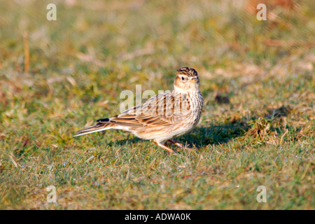 Feldlerche Alauda Arvensis sitzt auf einer grasigen Lichtung auf Dartmoor Stockfoto