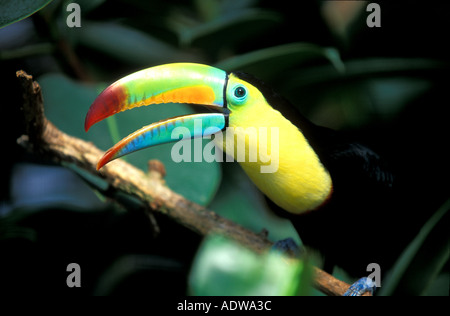 Kiel-billed Toucan (Ramphastos Sulfuratus), Münchner Zoo Stockfoto