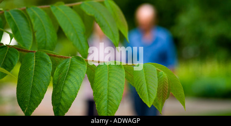 Grüner Baumblätter und das Paar zu Fuß auf den Hintergrund in Kew Gardens größere London England UK Stockfoto