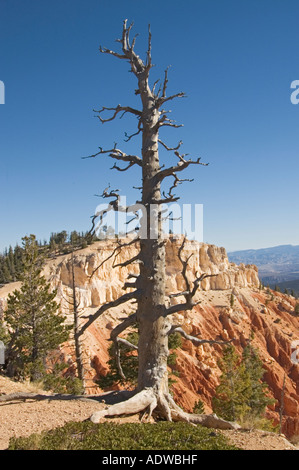 Bryce Canyon National Park in Utah Blick von Bristlecone Loop Trail Stockfoto