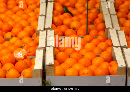Boxen von Clementinen auf einem Markt Frankreich Abschaltdruck Stockfoto