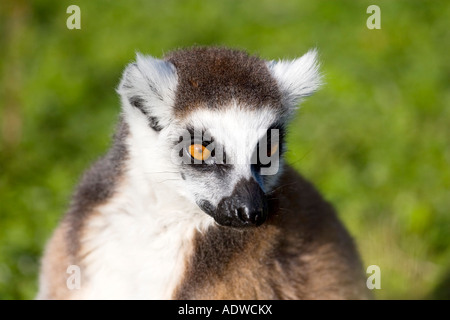 Schuss in den Kopf von einem Katta (Lemur Catta) Stockfoto