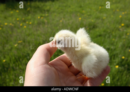 Tage alten Küken. Hampshire, England. Stockfoto