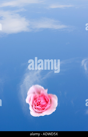 Fallende rosa Rose mit Tau fällt auf den Blütenblättern gegen einen blauen Himmel Digital composite Stockfoto