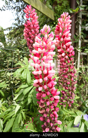 Fingerhut, Hampshire, England. Stockfoto